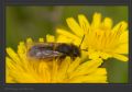 Andrena sp.